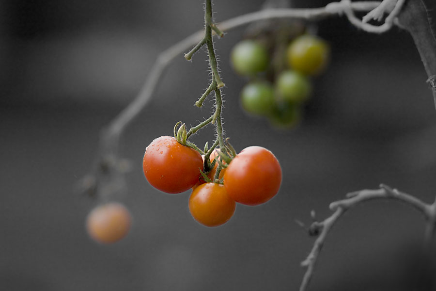 Tomaten im Oktober